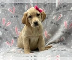 Small Photo #8 Labrador Retriever Puppy For Sale in LAKELAND, FL, USA