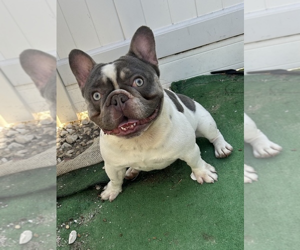 Medium Photo #1 French Bulldog Puppy For Sale in CAPE CORAL, FL, USA