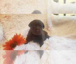 Labrador Retriever Puppy for sale in LIVE OAK, FL, USA