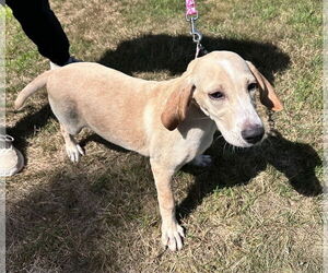 Mutt Dogs for adoption in Sterling, MA, USA