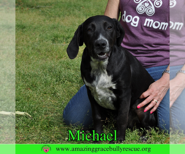 Medium Photo #2 Pointer-Unknown Mix Puppy For Sale in Pensacola, FL, USA