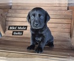 Puppy Black Male Labrador Retriever