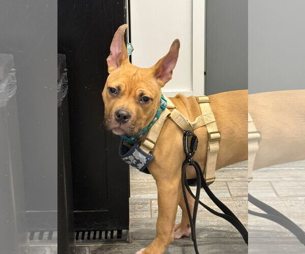 Medium Photo #2 American Bulldog-Unknown Mix Puppy For Sale in Oro Medonte, Ontario, Canada