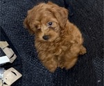 Small #8 Maltipoo