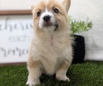 Small #1 Pembroke Welsh Corgi