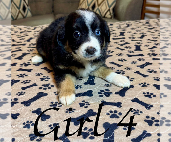 Medium Photo #117 Miniature Australian Shepherd Puppy For Sale in SALISBURY, NC, USA