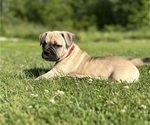 Small Photo #20 American Bully Puppy For Sale in PLAINFIELD, CT, USA