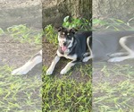Small #4 Huskies  Mix
