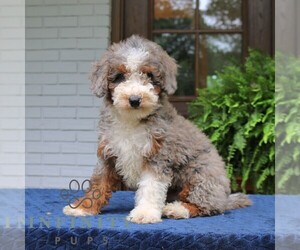 Bernedoodle (Miniature) Puppy for sale in NARVON, PA, USA