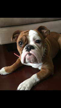 Medium Photo #1 English Bulldog Puppy For Sale in SAINT LOUIS, MO, USA