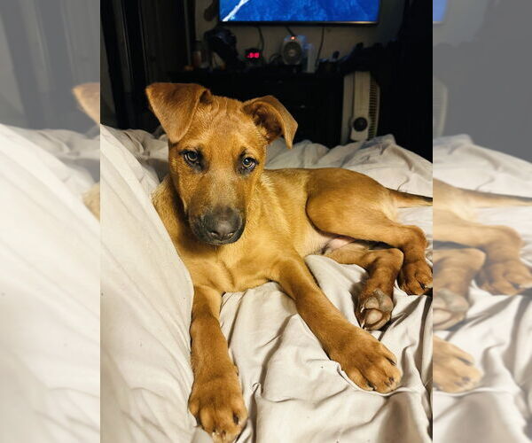 Medium Photo #5 Mutt Puppy For Sale in Dana Point, CA, USA