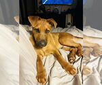 Small #4 Mutt