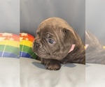Small Photo #37 Faux Frenchbo Bulldog Puppy For Sale in HOODSPORT, WA, USA