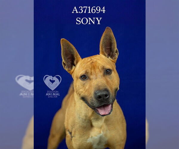 Medium Photo #2 Mutt Puppy For Sale in Stockton, CA, USA