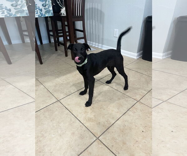 Medium Photo #9 Labrador Retriever-Unknown Mix Puppy For Sale in Virginia Beach, VA, USA
