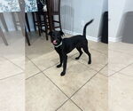 Small #8 Labrador Retriever Mix
