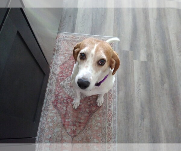 Medium Photo #1 Beagle-Unknown Mix Puppy For Sale in Crescent City, FL, USA