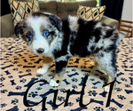 Small Photo #61 Miniature Australian Shepherd Puppy For Sale in SALISBURY, NC, USA