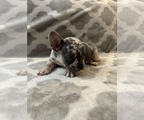 Medium Photo #15 French Bulldog Puppy For Sale in MIDDLEBURY, IN, USA