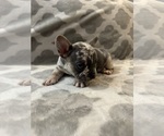 Small #14 French Bulldog