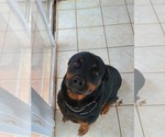 Small Photo #1 Rottweiler Puppy For Sale in WELLFORD, SC, USA