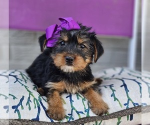 Yorkshire Terrier Puppy for sale in INDIANAPOLIS, IN, USA