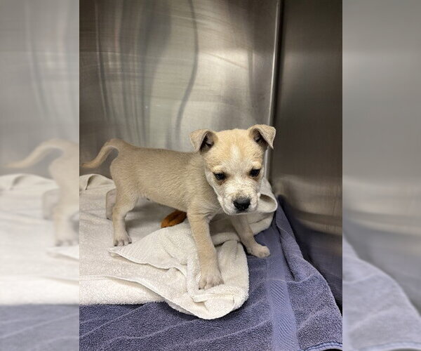 Medium Photo #1 Mutt Puppy For Sale in Plano, TX, USA