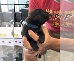 Small Photo #23 Cane Corso Puppy For Sale in REEVESVILLE, SC, USA