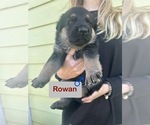 Puppy Puppy 4 Rowan German Shepherd Dog