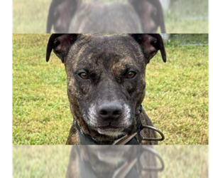 Mutt Dogs for adoption in Abbeville, LA, USA