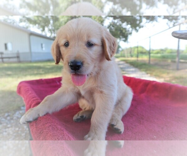 Medium Photo #4 Golden Retriever Puppy For Sale in LA RUSSELL, MO, USA