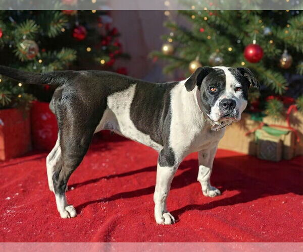 Medium Photo #6 Mutt Puppy For Sale in Talladega, AL, USA