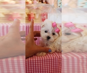 Maltese Puppy for sale in PEMBROKE PINES, FL, USA
