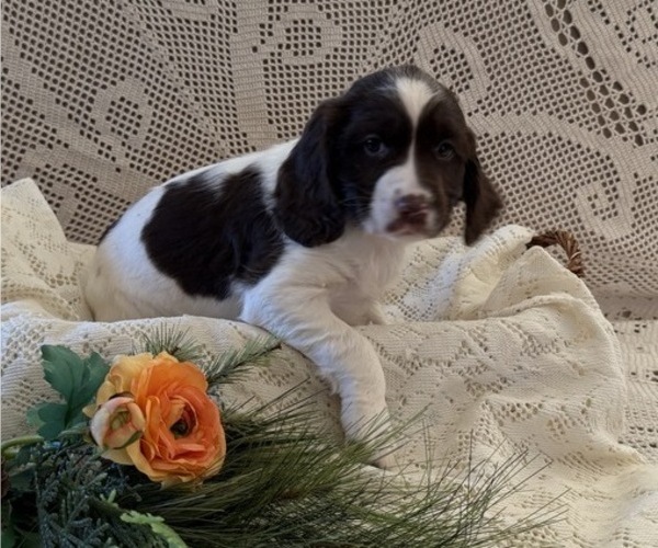 Medium Photo #2 English Springer Spaniel Puppy For Sale in OWEN, WI, USA