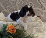 Small #1 English Springer Spaniel