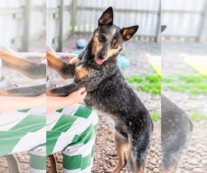 K C - Male Mutt Dog for Adoption - Photo #3