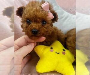 Poodle (Toy) Puppy for sale in TAMPA, FL, USA