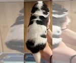 Small #1 Cane Corso-Saint Bernard Mix