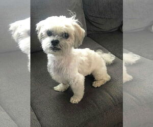 Shih Tzu Dogs for adoption in Spring Lake, NJ, USA