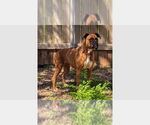 Small #6 Boxer