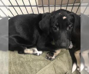 Labrador Retriever-Unknown Mix Dogs for adoption in Conroe, TX, USA