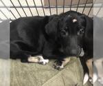 FIREFLY - Female Labrador Retriever-Unknown Mix Dog for Adoption - Small photo