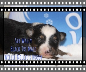 Miniature Australian Shepherd Puppy for sale in KNOTTSVILLE, KY, USA