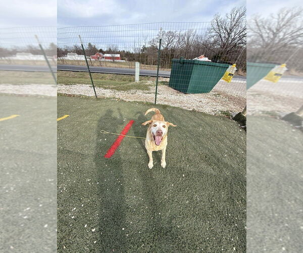 Medium Photo #5 Labrador Retriever Puppy For Sale in Foristell, MO, USA