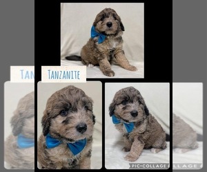 Aussiedoodle Miniature  Puppy for Sale in COXS CREEK, Kentucky USA