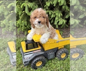 Cavapoo (Miniature) Puppy for sale in MIDDLEBURY, IN, USA