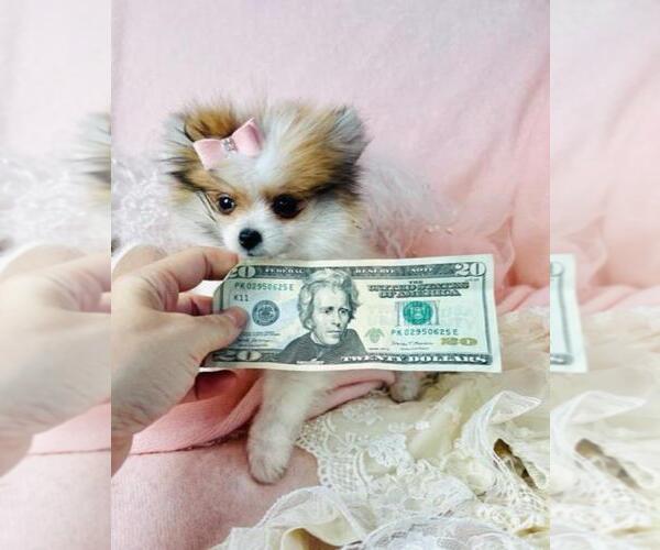Medium Photo #18 Pomeranian Puppy For Sale in BEVERLY HILLS, CA, USA