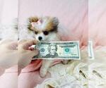 Small #17 Pomeranian