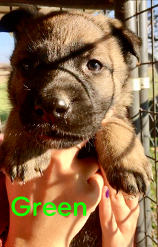 Medium Photo #14 German Shepherd Dog Puppy For Sale in BROOKEVILLE, MD, USA