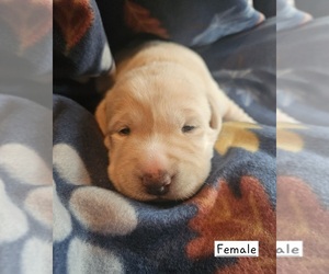 Medium Labrador Retriever